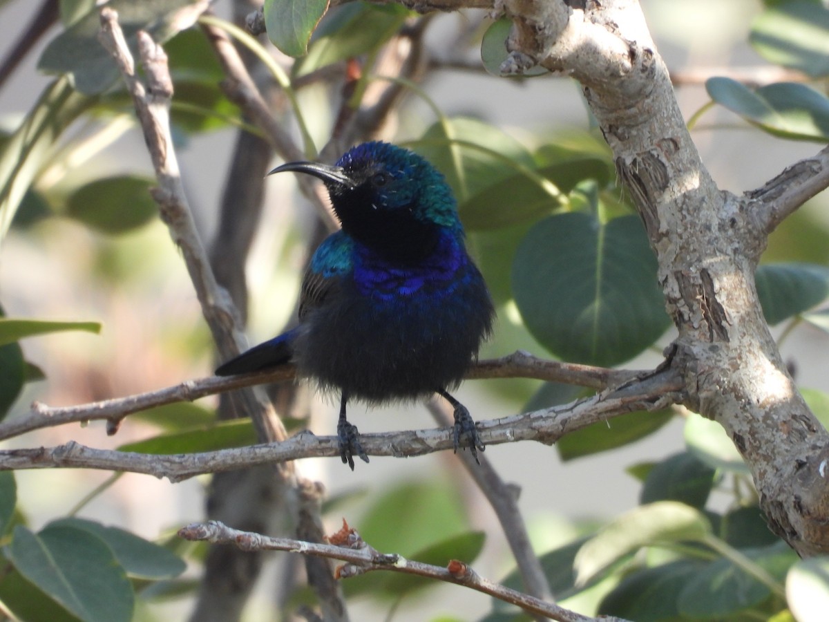 キタキフサタイヨウチョウ - ML644795815