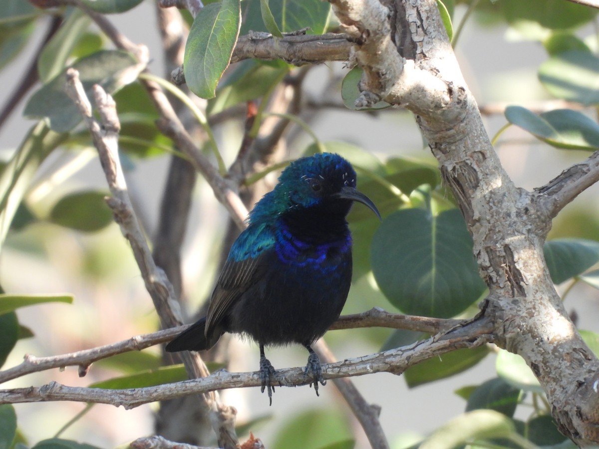 キタキフサタイヨウチョウ - ML644795816