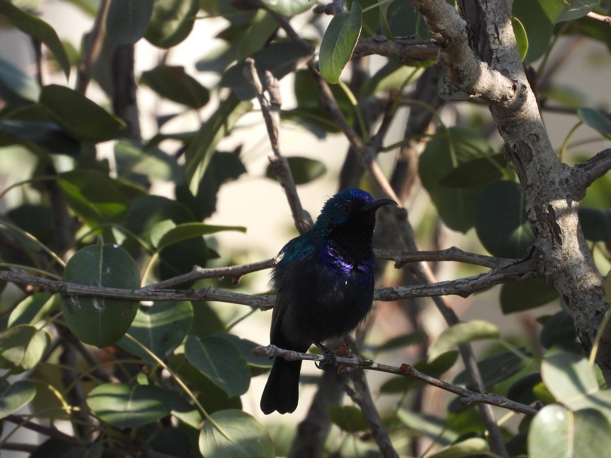 キタキフサタイヨウチョウ - ML644795817