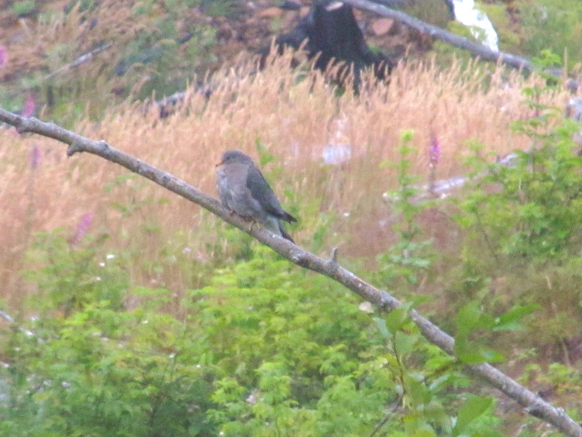 オビオバト - ML644795818