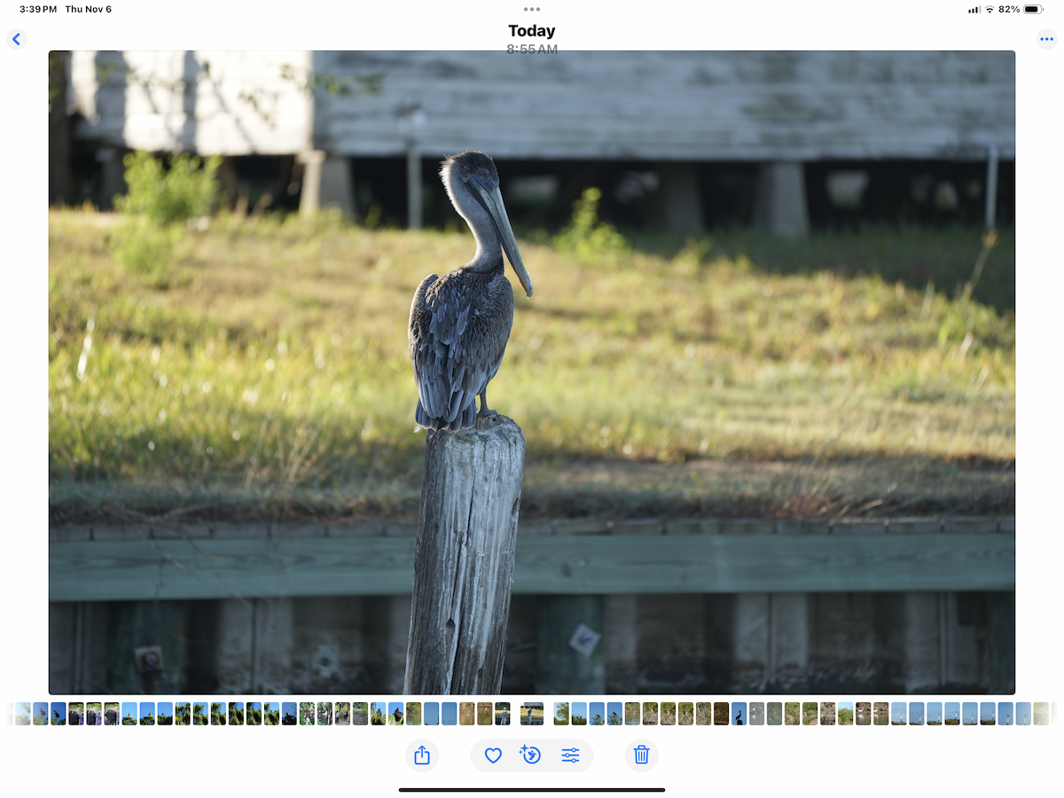 カッショクペリカン - ML644795819