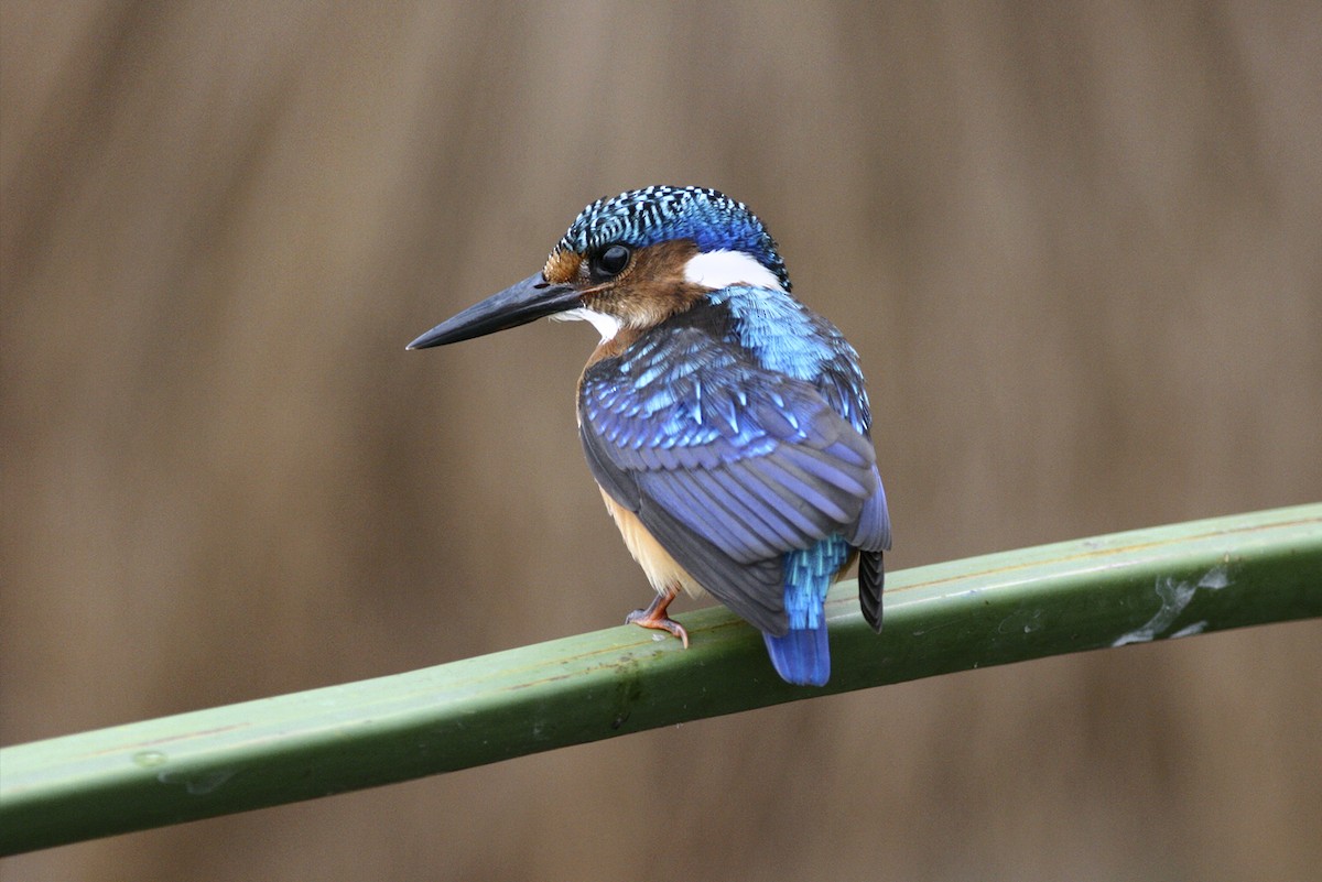 カンムリカワセミ - ML644795821