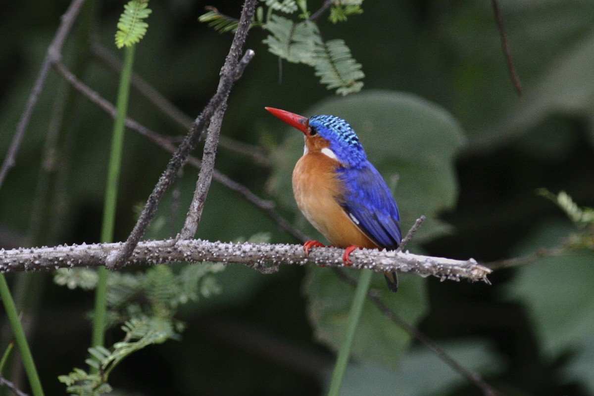 カンムリカワセミ - ML644795822