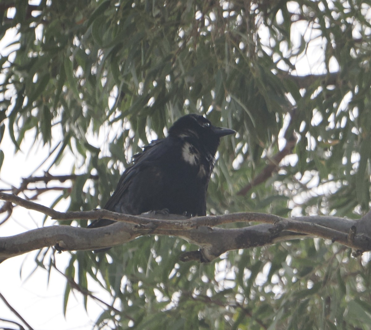 ミナミガラス - ML644795825