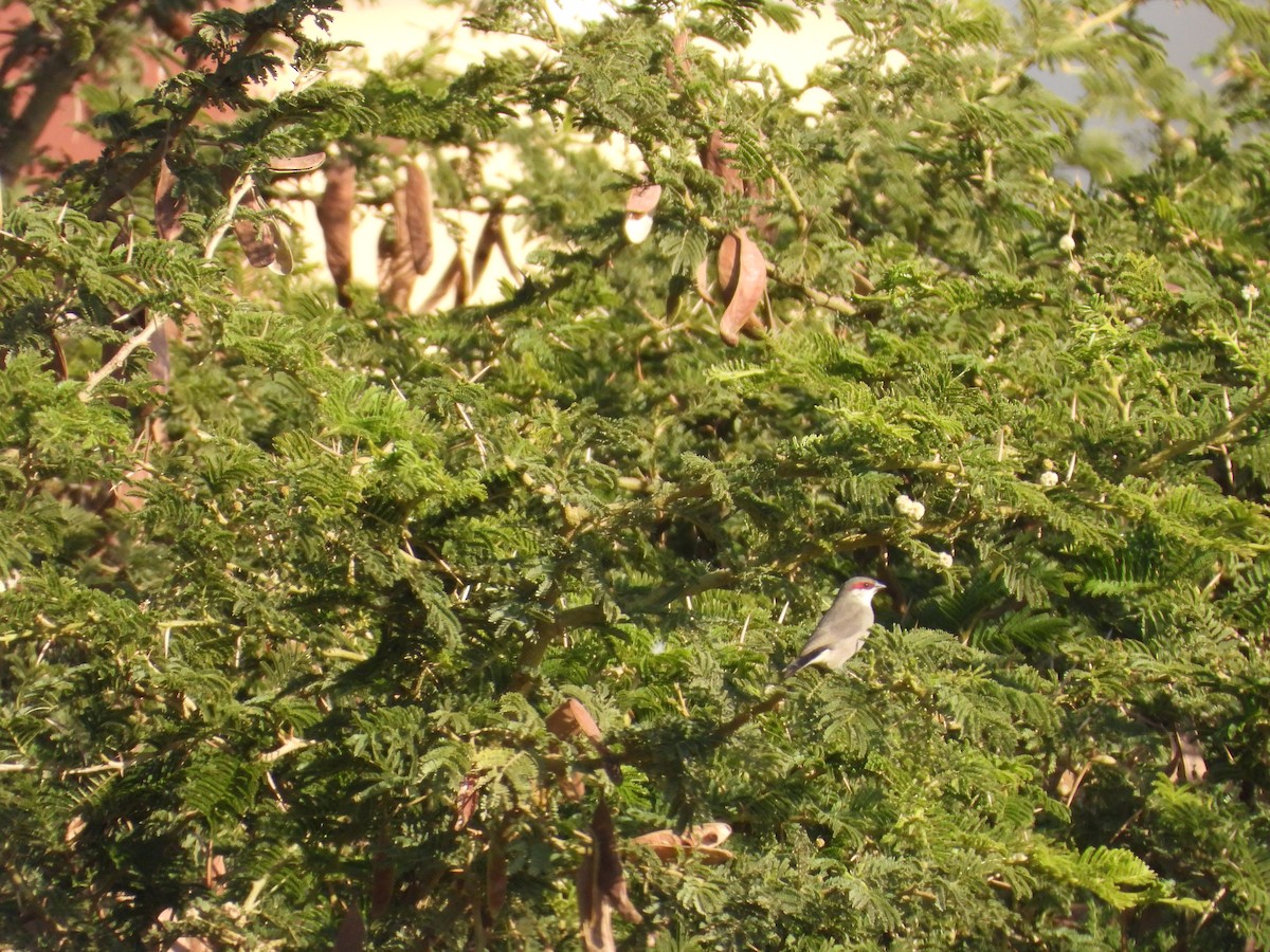 アラビアカエデチョウ - ML644795826