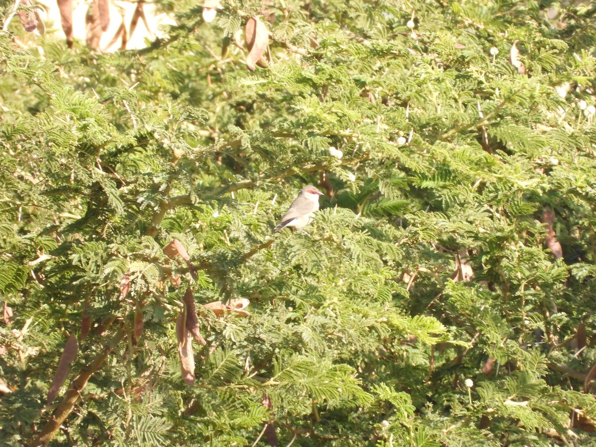 アラビアカエデチョウ - ML644795827