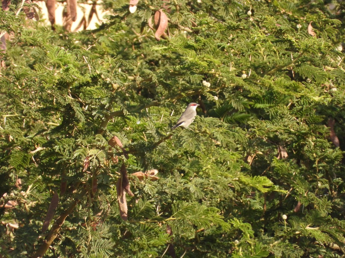 アラビアカエデチョウ - ML644795828