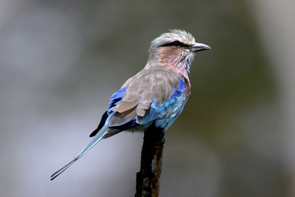 ライラックニシブッポウソウ - ML644795829