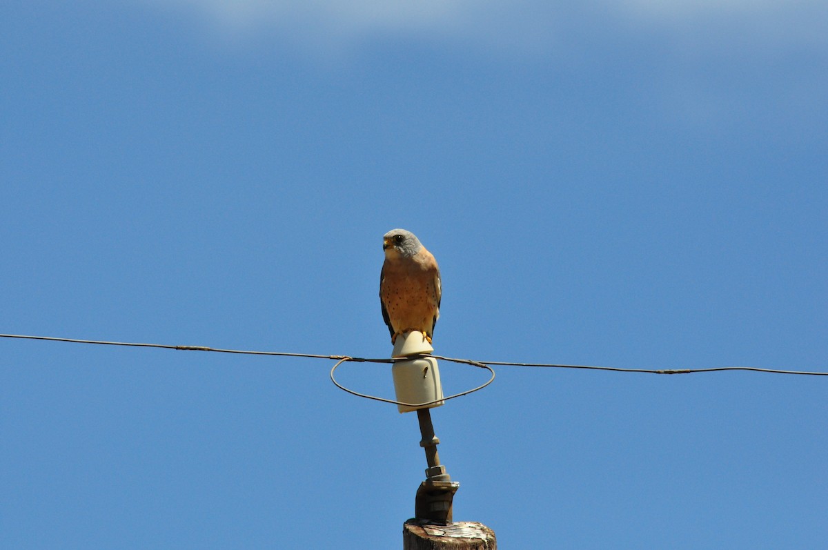 Rötelfalke - ML644795869