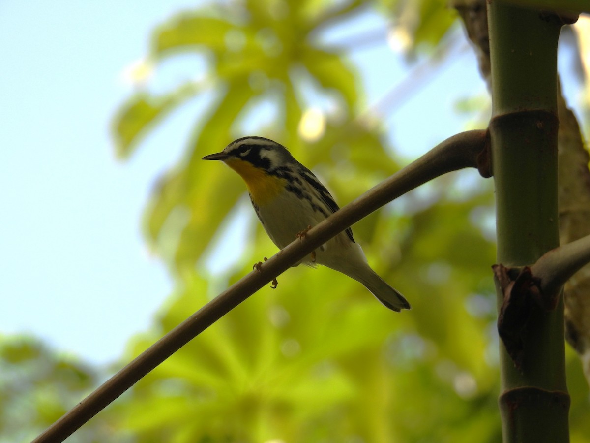 Goldkehl-Waldsänger - ML644795892