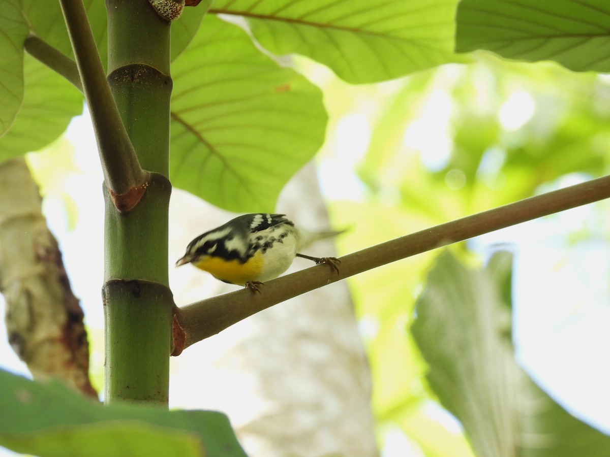 Goldkehl-Waldsänger - ML644795911