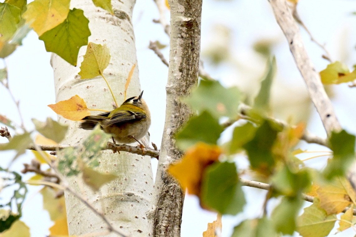Common Firecrest - ML644795917