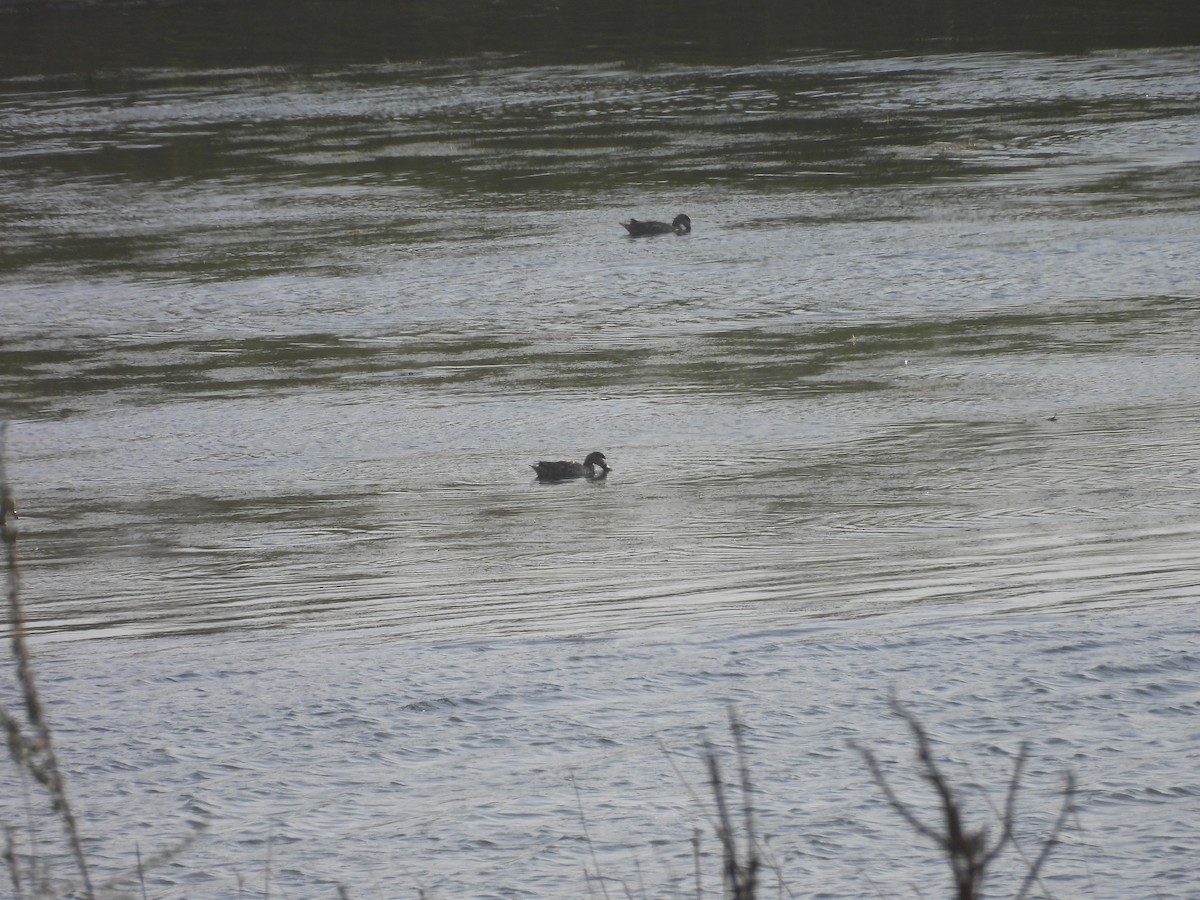 Marbled Duck - ML644795921