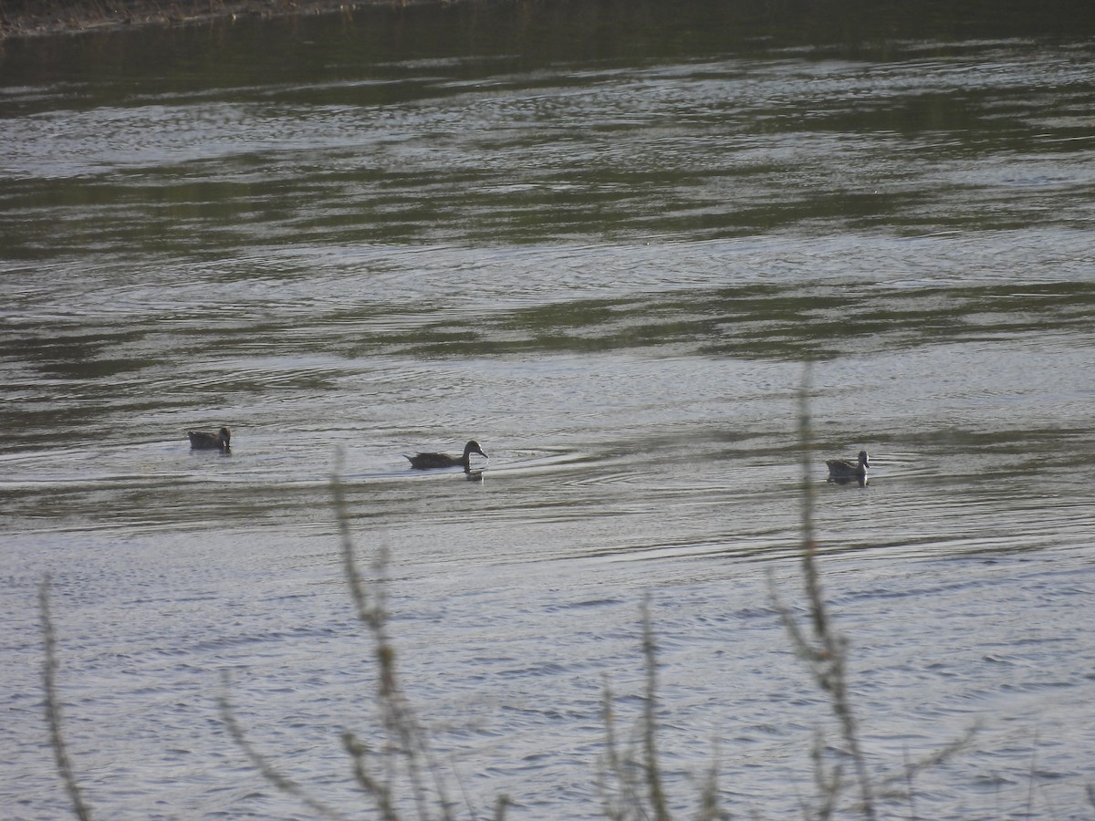 Marbled Duck - ML644795923