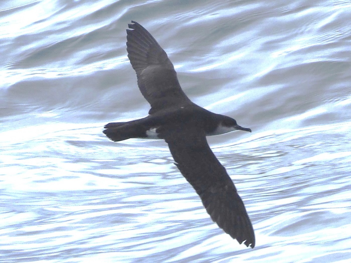 Puffin des Anglais - ML644795931