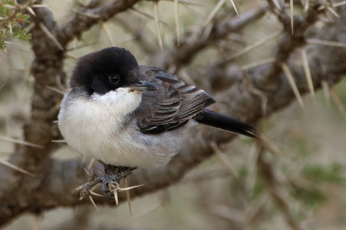 Akaziengrasmücke - ML644795938