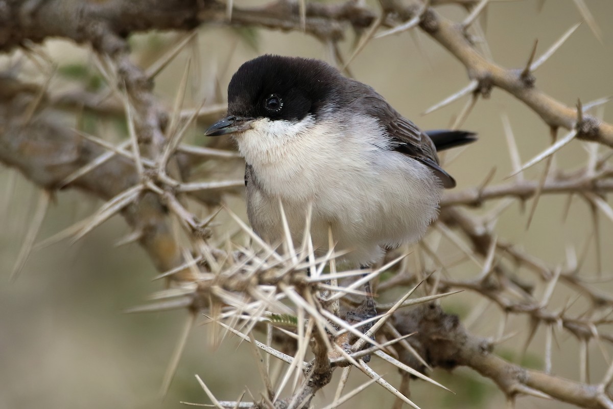 Akaziengrasmücke - ML644795939