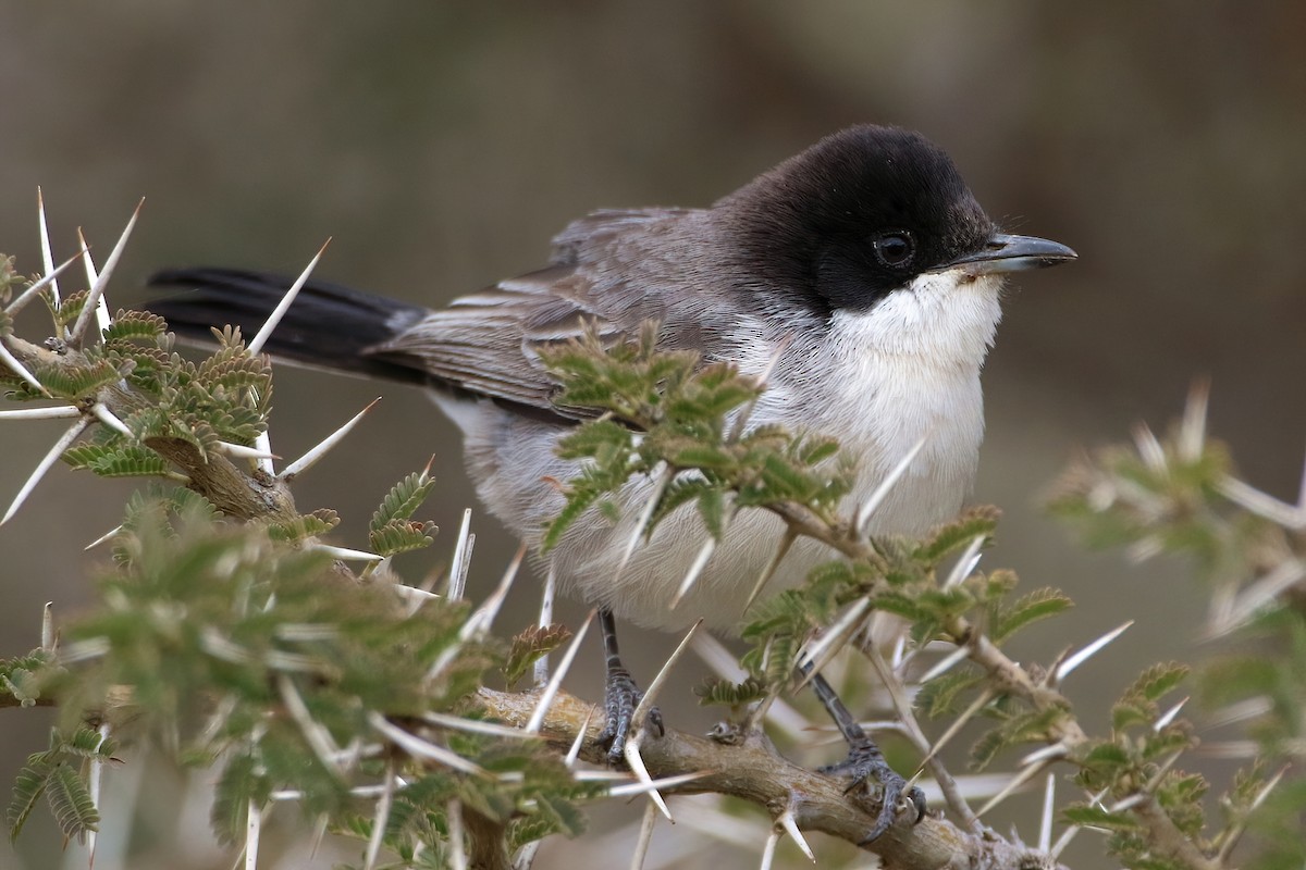 Akaziengrasmücke - ML644795940