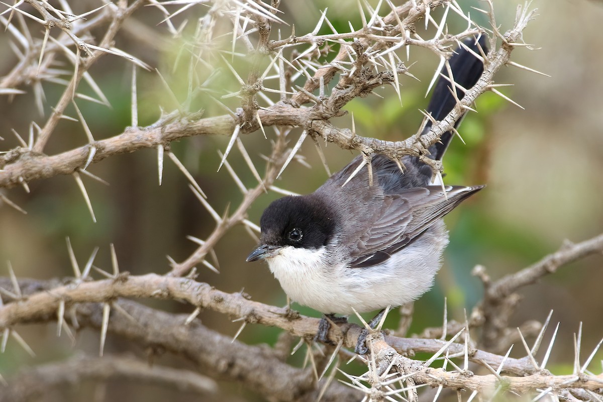 Akaziengrasmücke - ML644795941