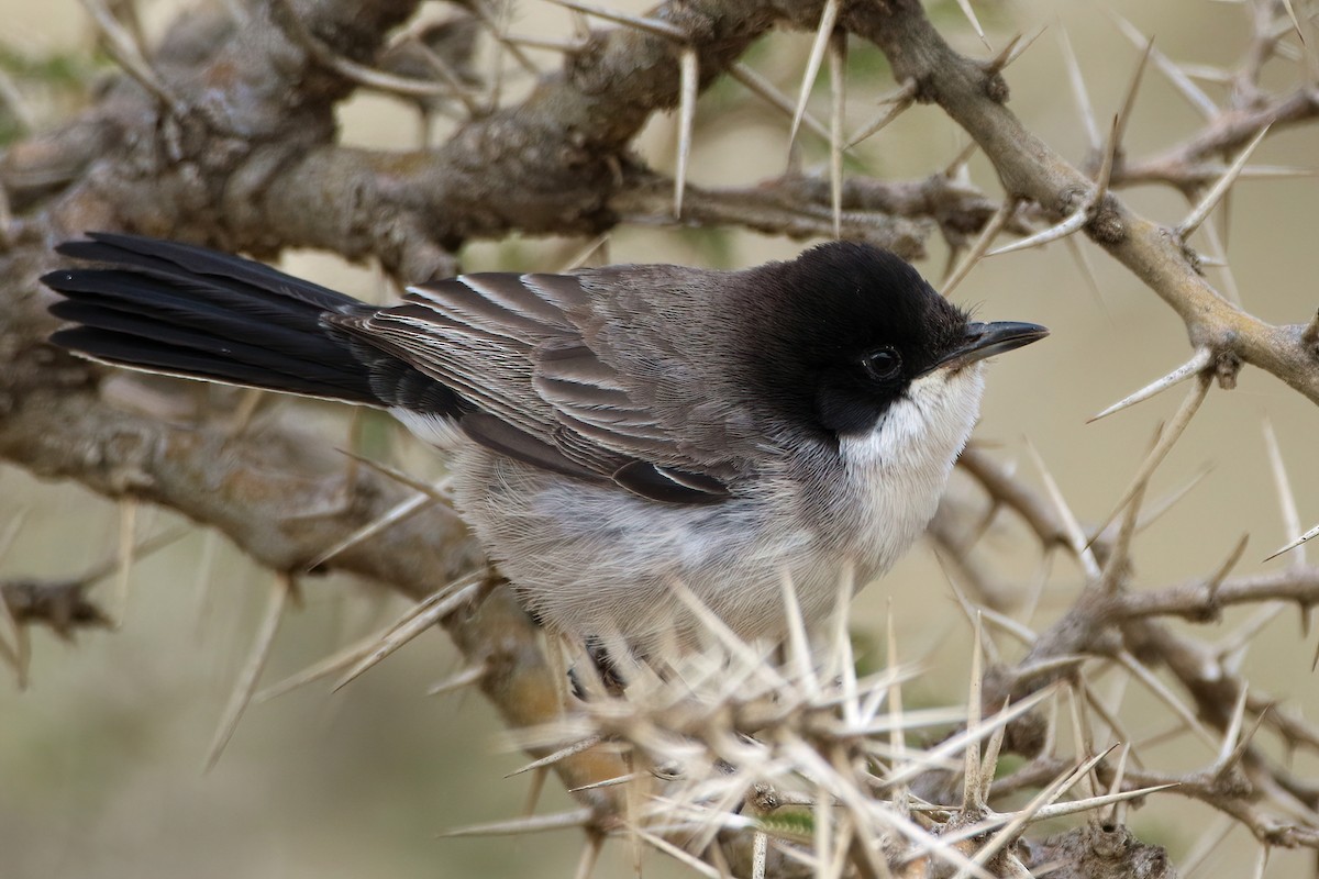 Akaziengrasmücke - ML644795942