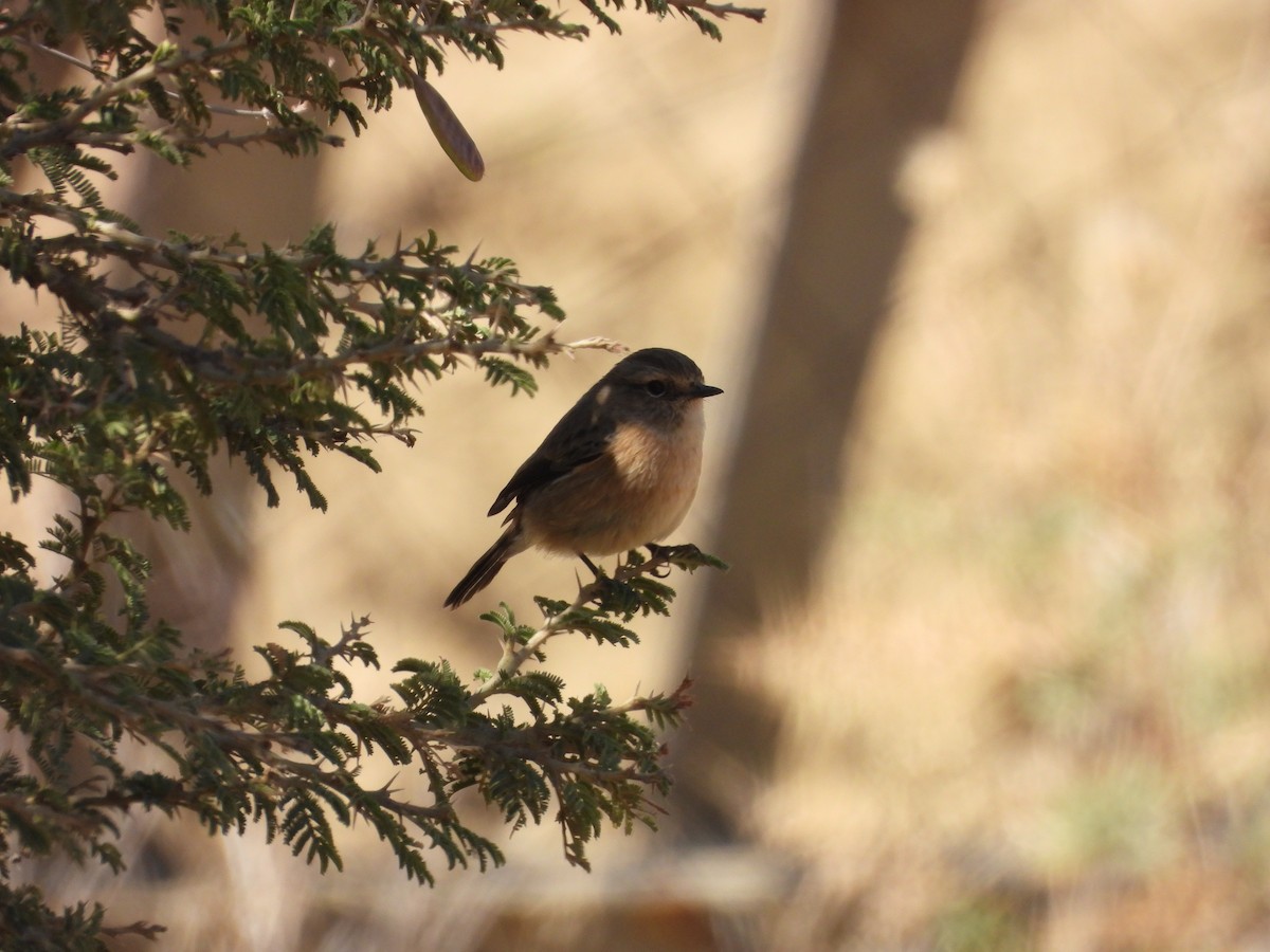African Stonechat - ML644795943