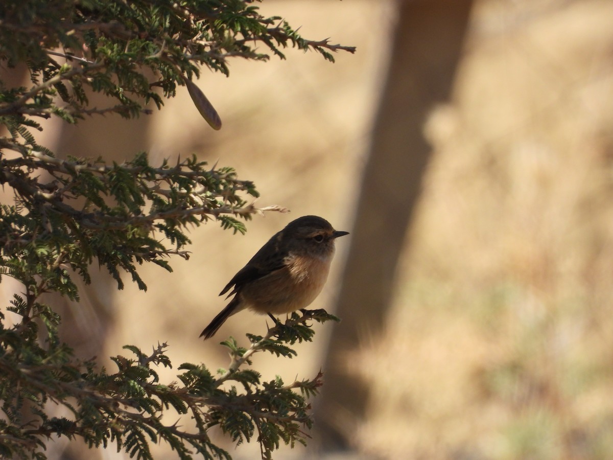 African Stonechat - ML644795944