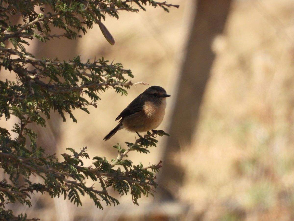 African Stonechat - ML644795945
