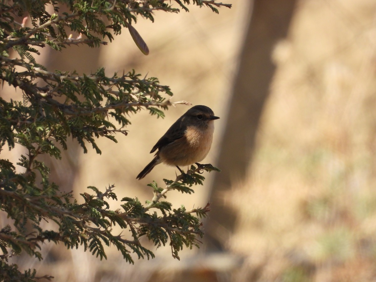African Stonechat - ML644795946