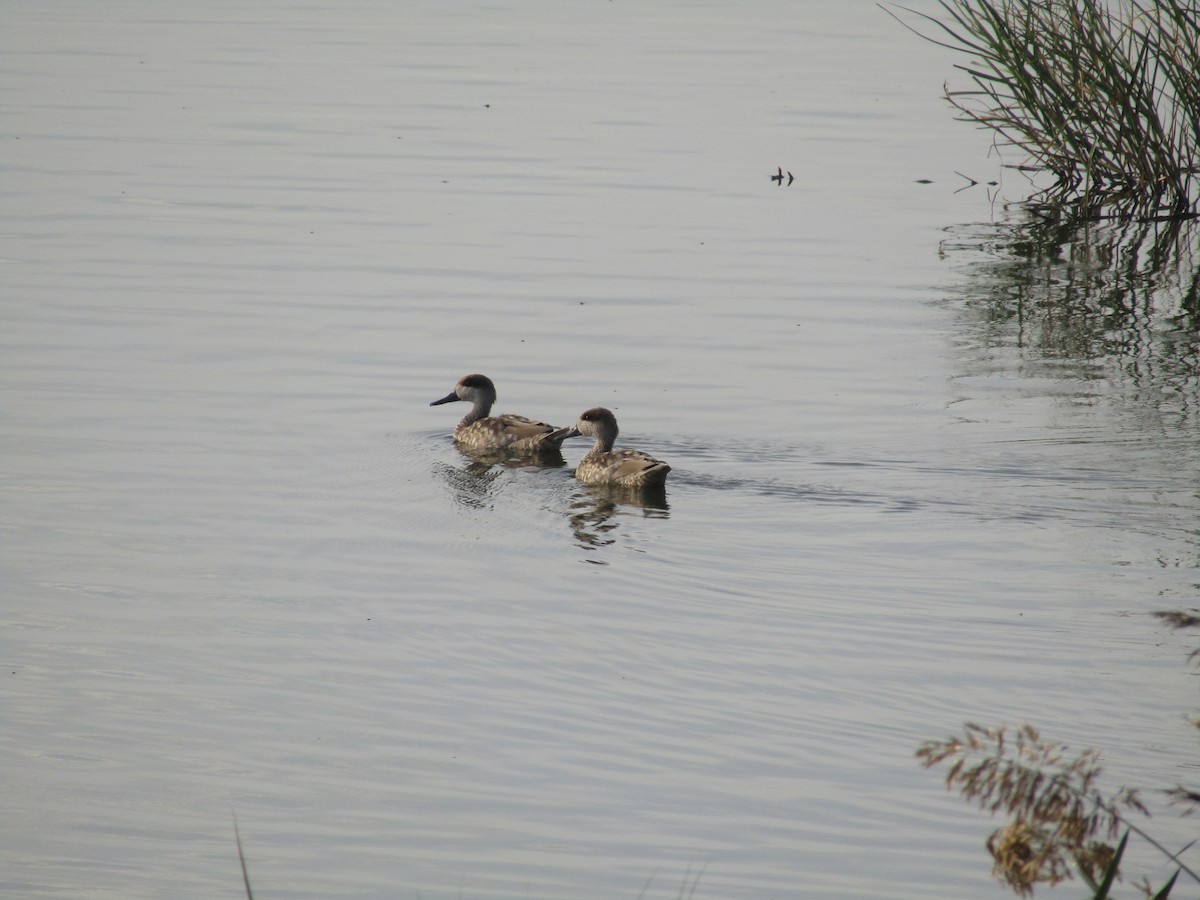 Cerceta Pardilla - ML644795949