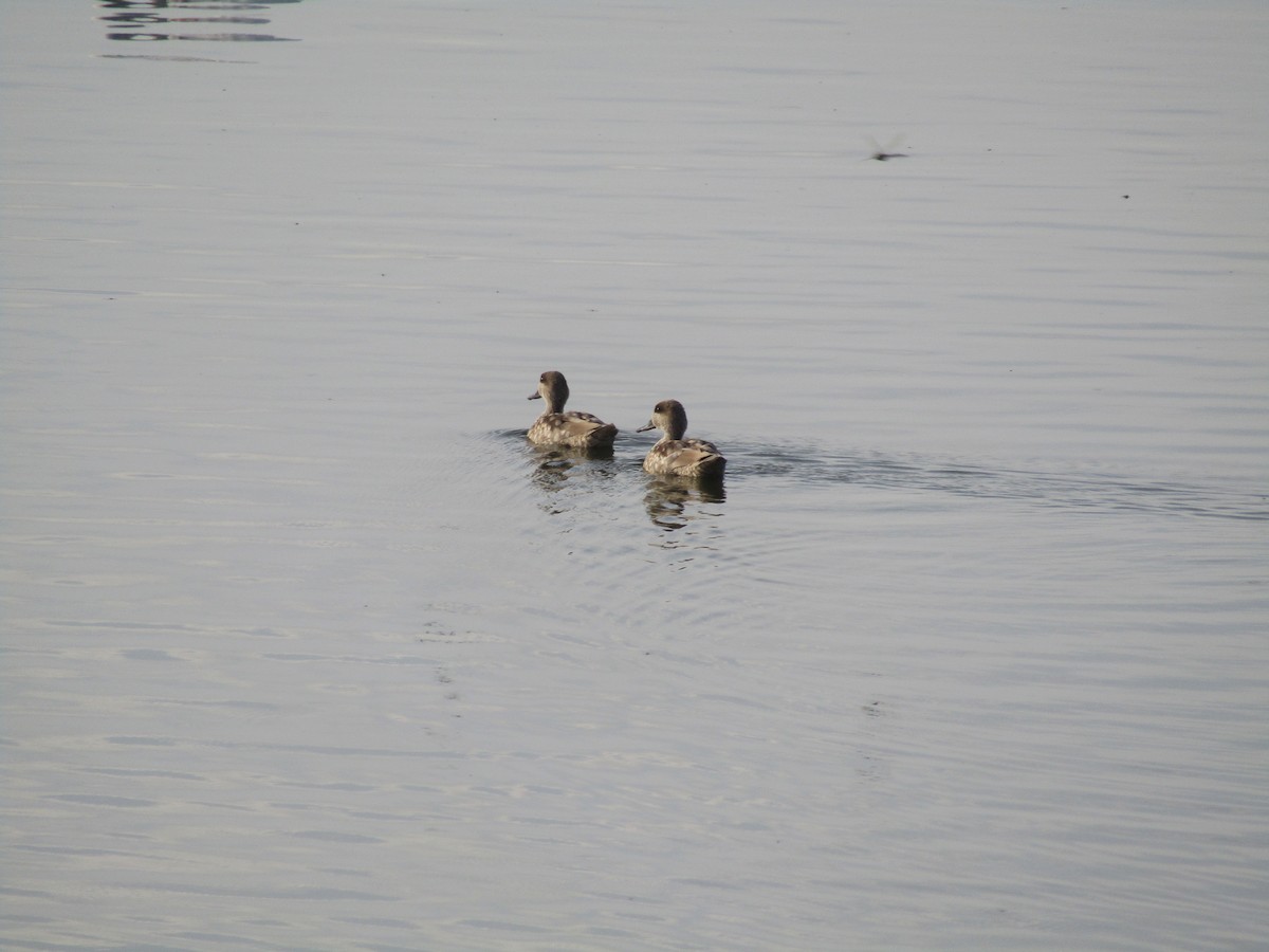 Cerceta Pardilla - ML644795960