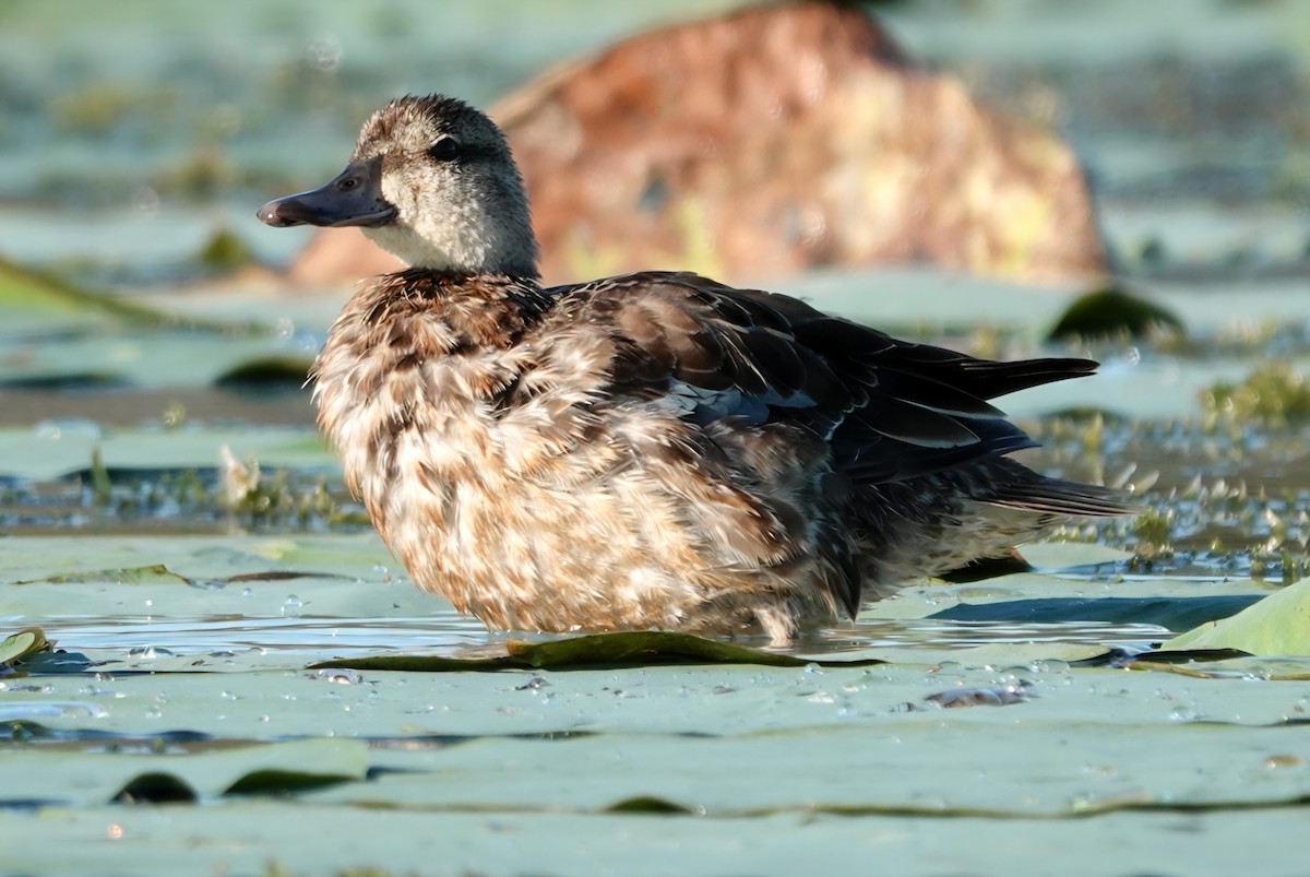 Blue-winged Teal - ML644795962