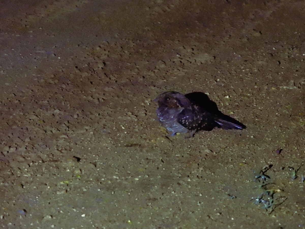 pauraquenattravn - ML644795971