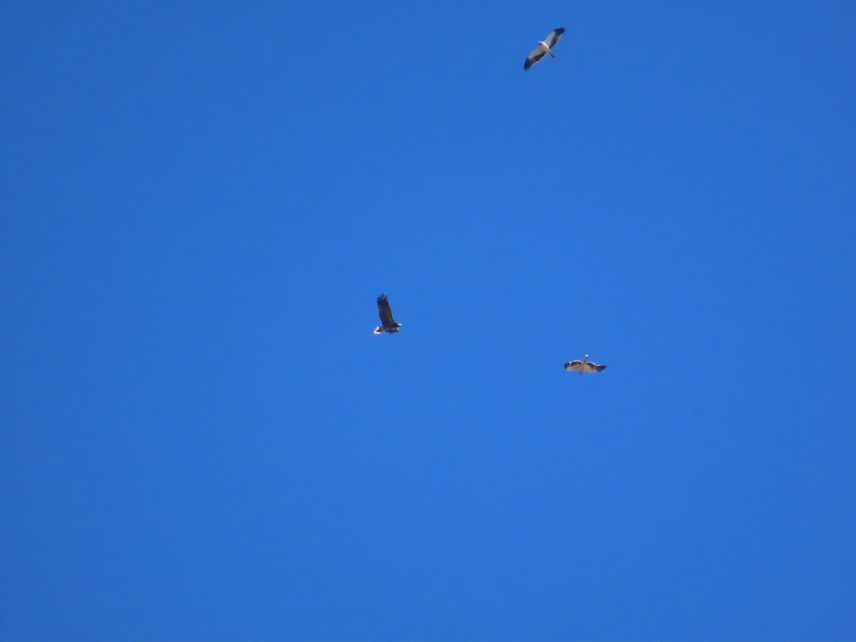 Egyptian Vulture - ML644795972