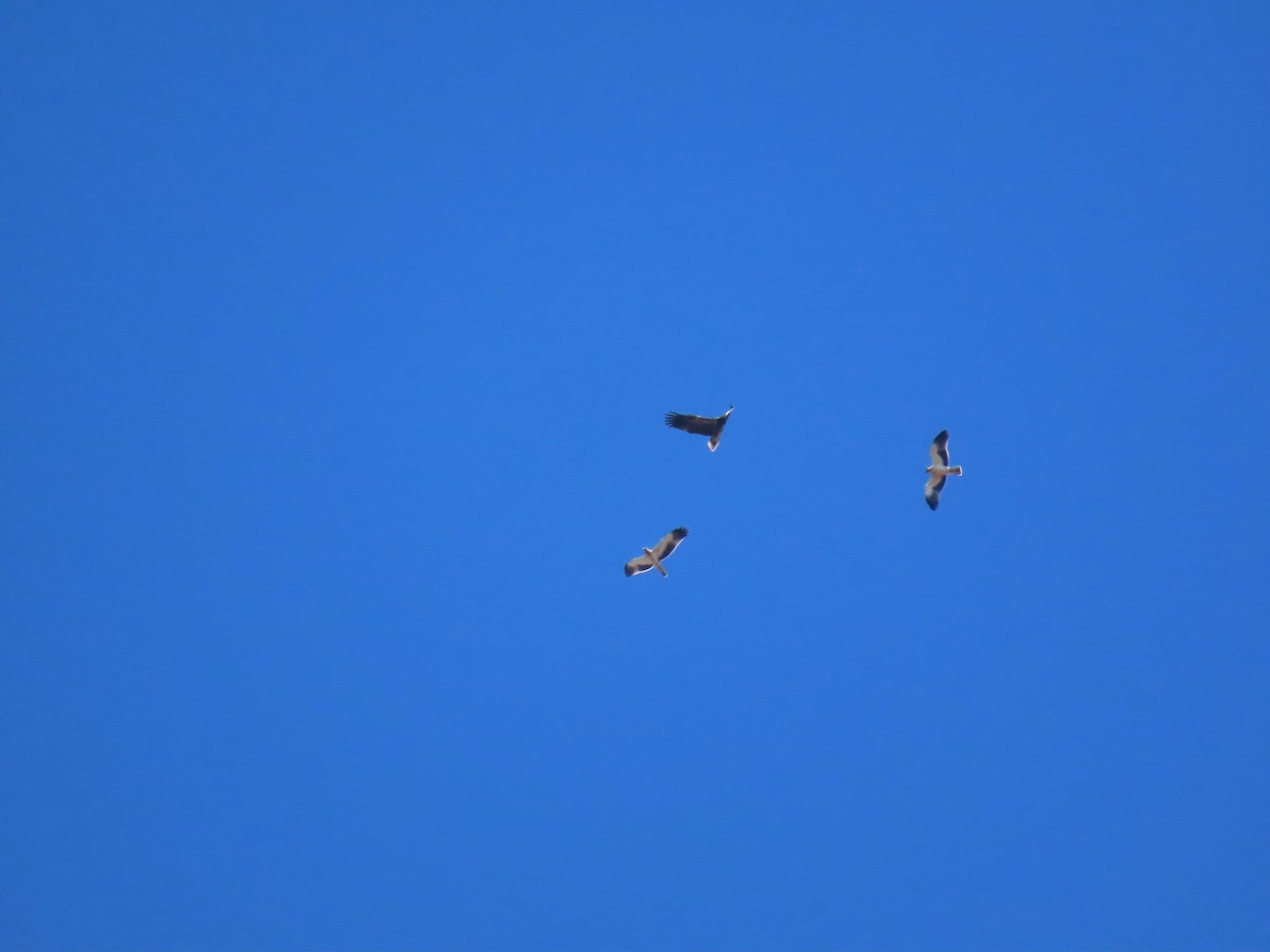 Egyptian Vulture - ML644795973