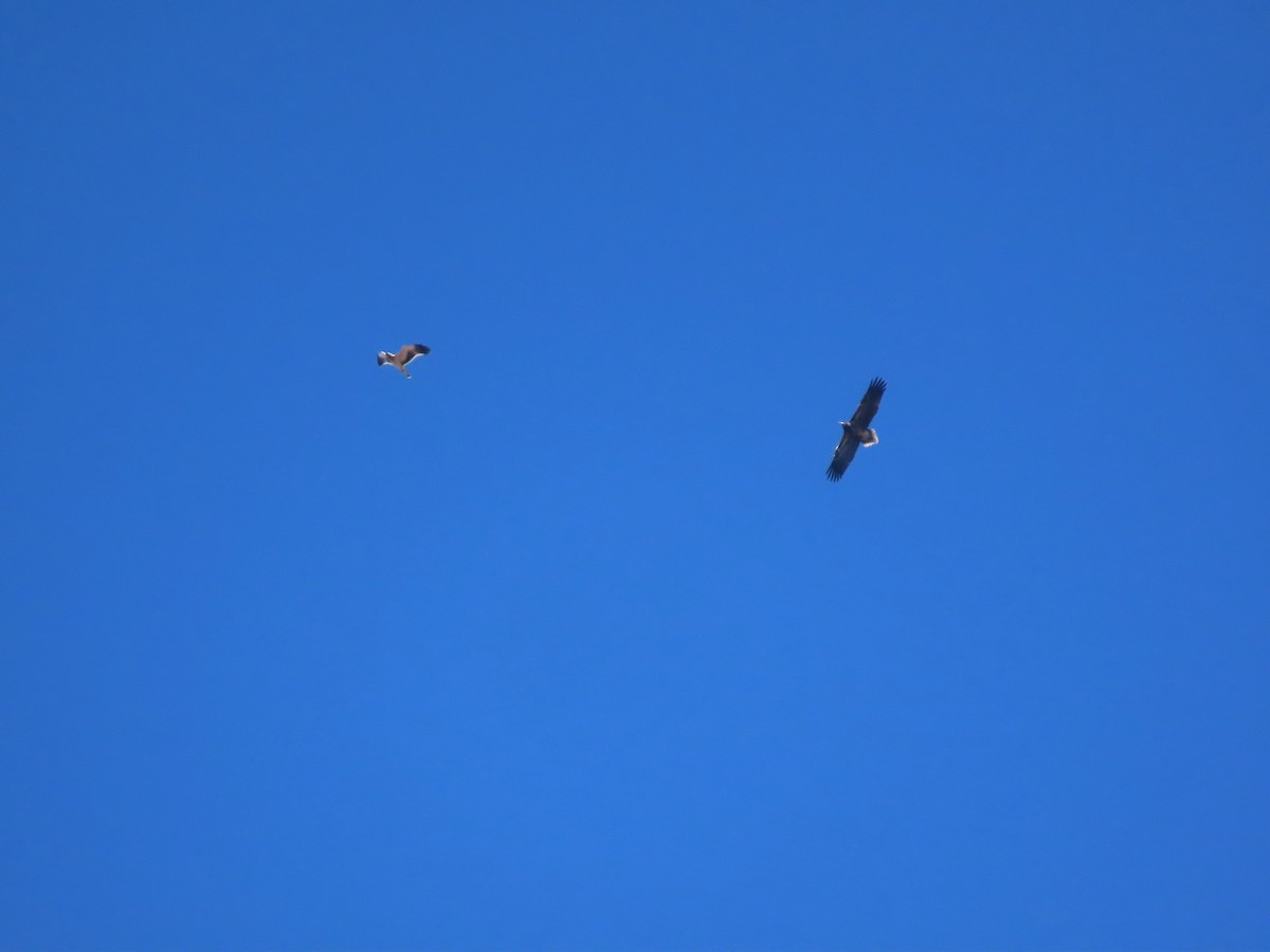 Egyptian Vulture - ML644795974