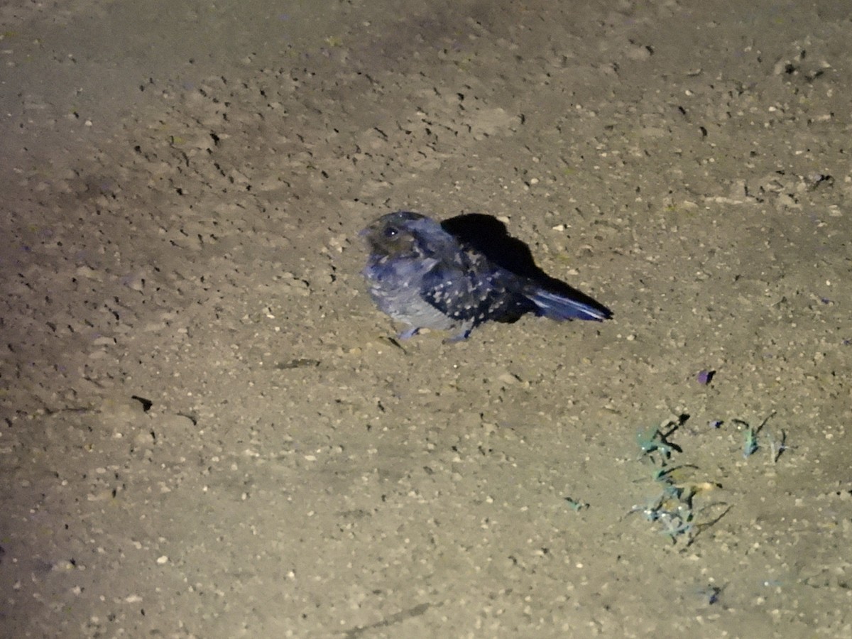 pauraquenattravn - ML644795980