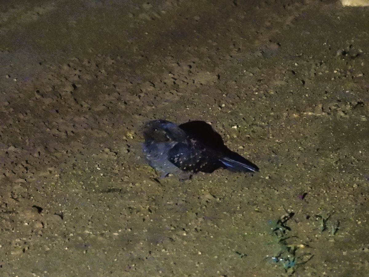 pauraquenattravn - ML644795986