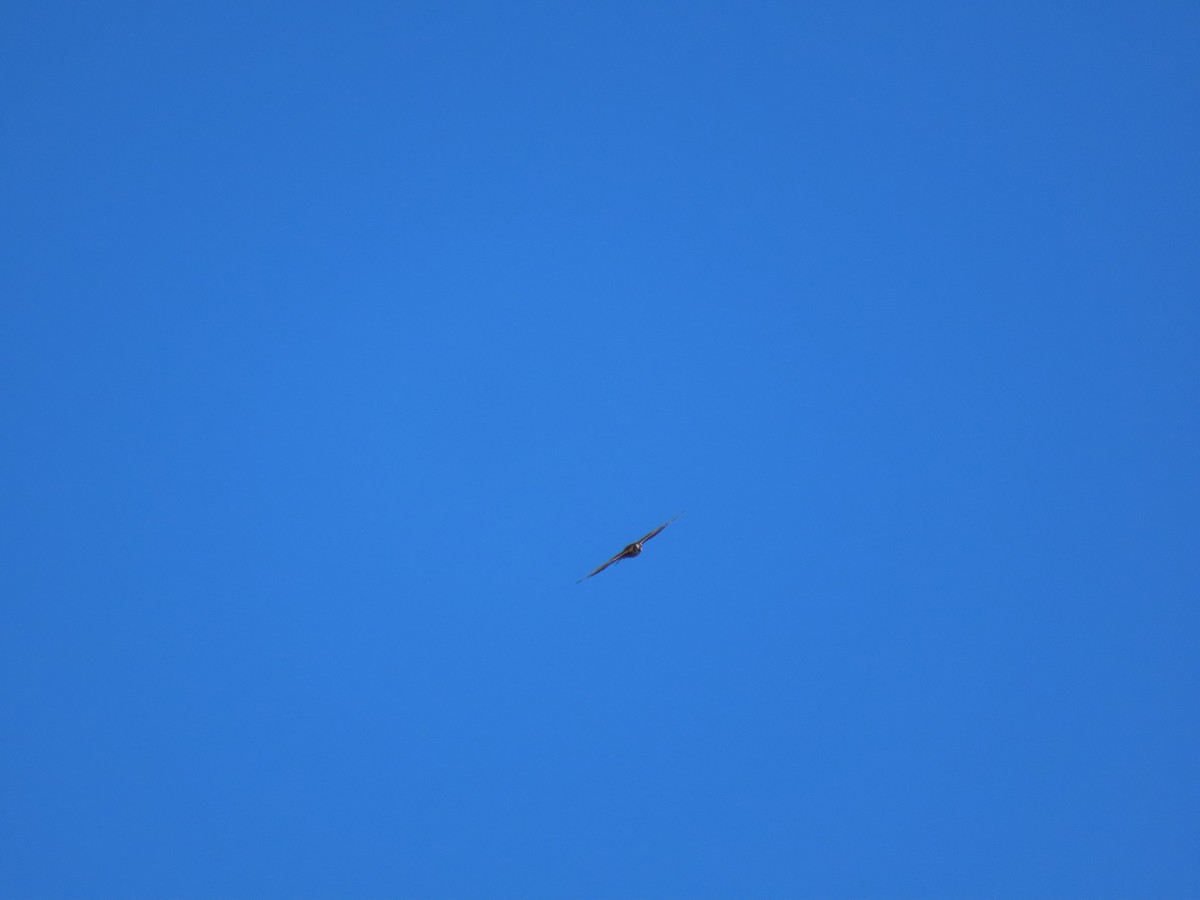 Peregrine Falcon - ML644795988