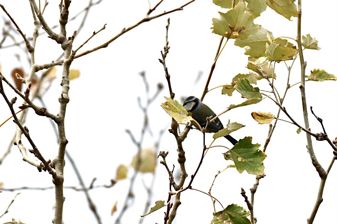 アオガラ - ML644796002