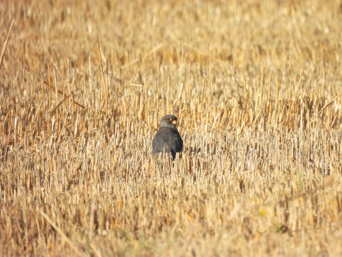 Red-footed Falcon - ML644796005