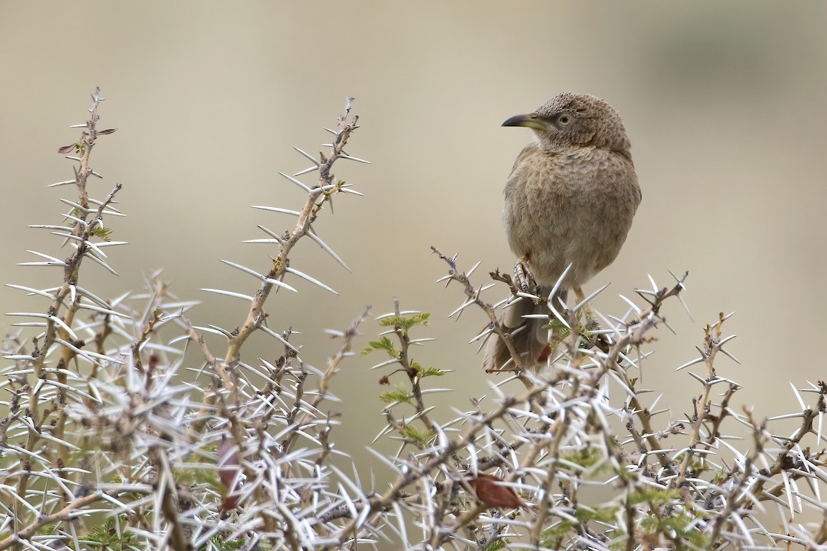 Graudrosselhäherling - ML644796006