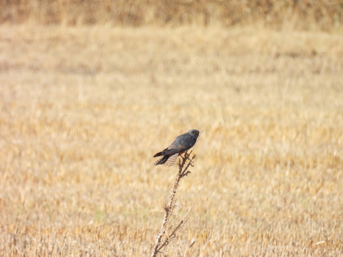 Red-footed Falcon - ML644796010