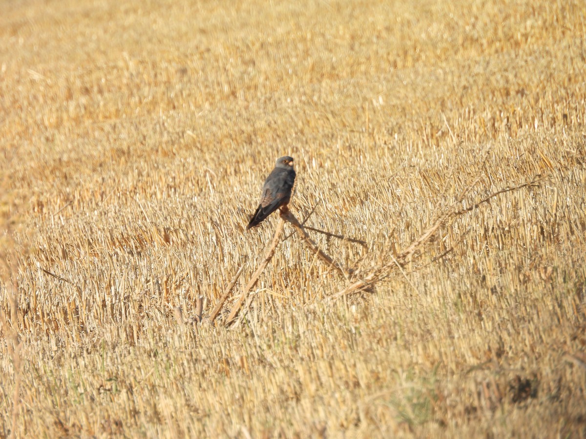 Red-footed Falcon - ML644796030