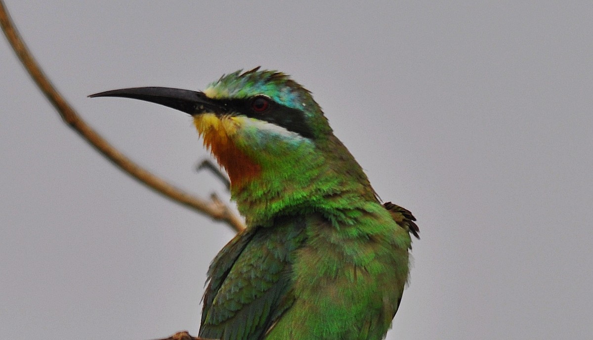 Blue-cheeked Bee-eater - ML644796051