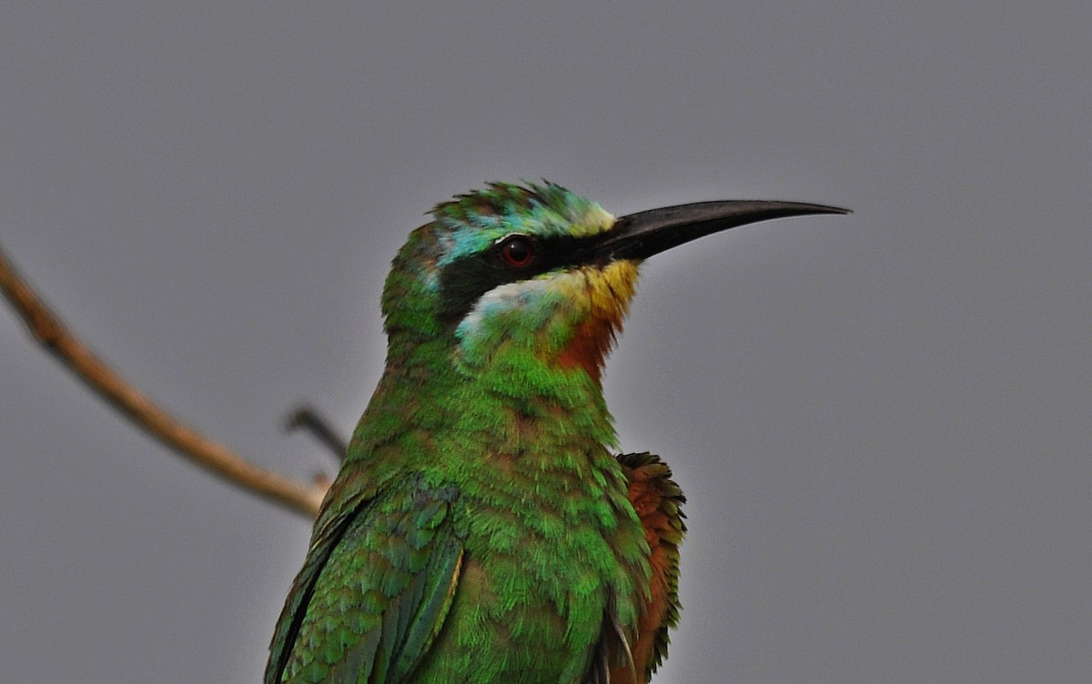 Blue-cheeked Bee-eater - ML644796052