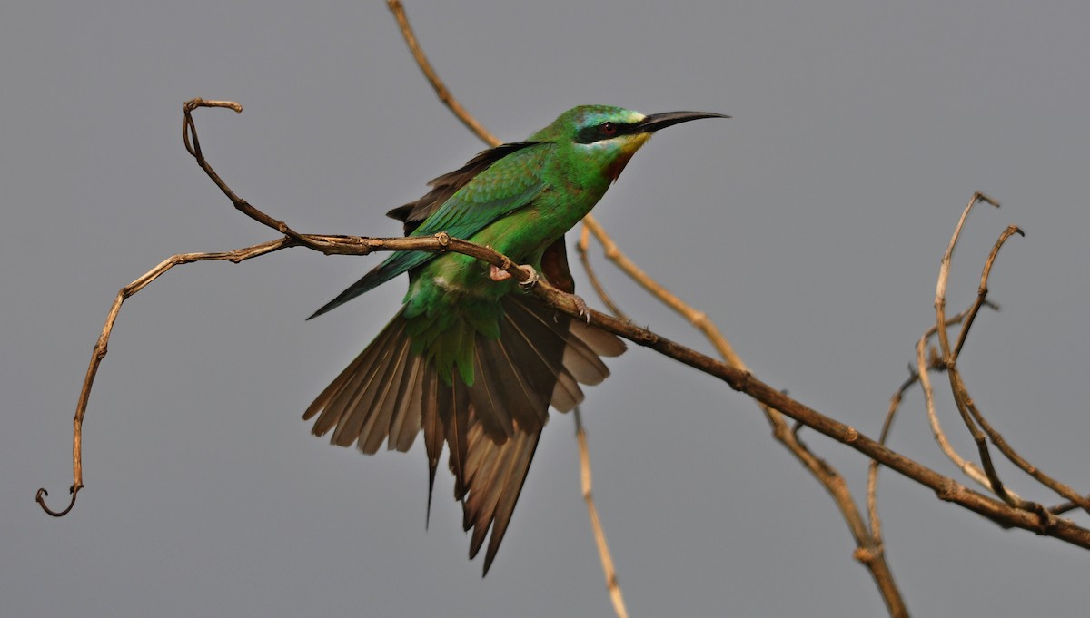 Blue-cheeked Bee-eater - ML644796053