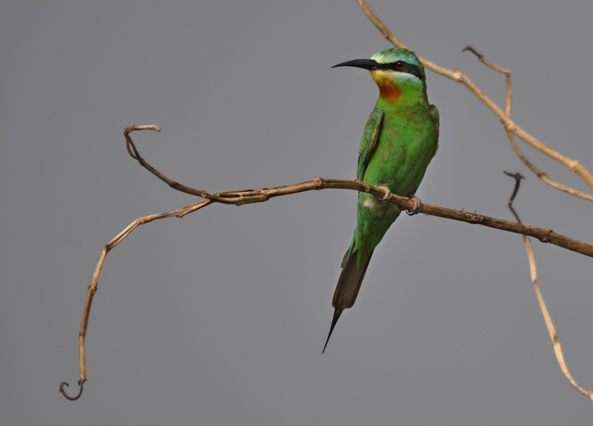 Blue-cheeked Bee-eater - ML644796054