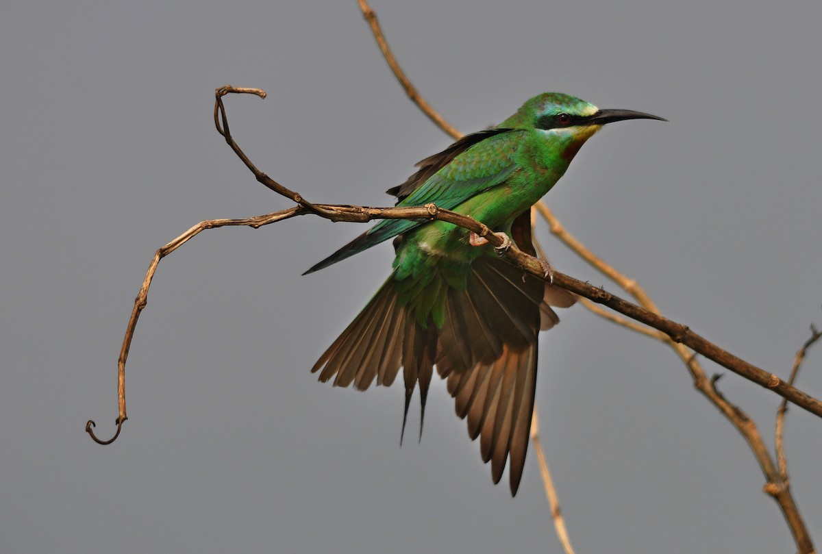 Blue-cheeked Bee-eater - ML644796055