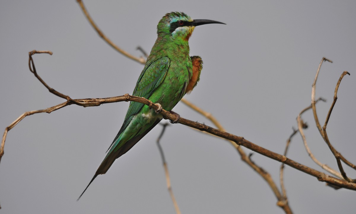 Blue-cheeked Bee-eater - ML644796056