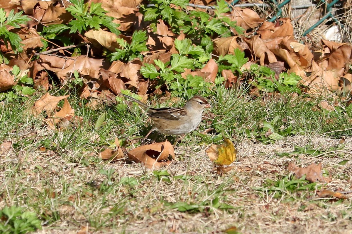 White-crowned Sparrow - ML644796074